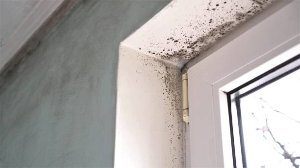 Best Post-Flood Mold Remediation in Baywood Park, CA