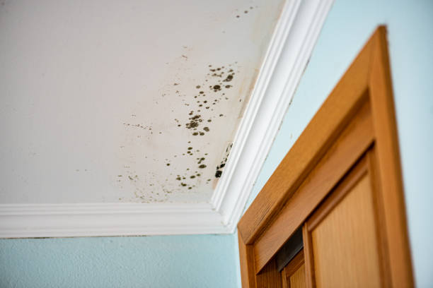 Best White Mold Remediation in Baywood Park, CA