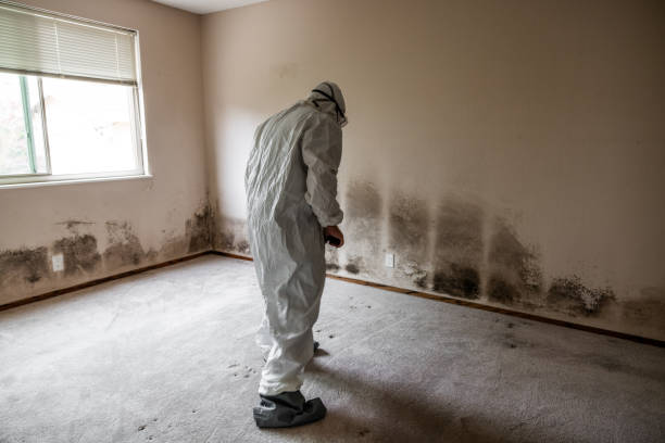 Best Residential Mold Remediation in Baywood Park, CA