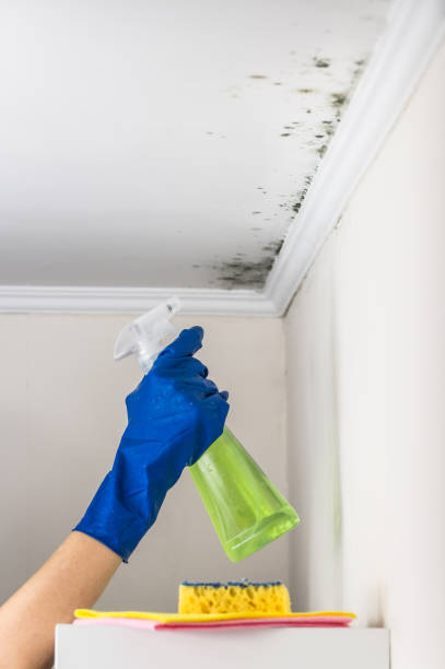 Baywood Park, CA Mold Remediation Company