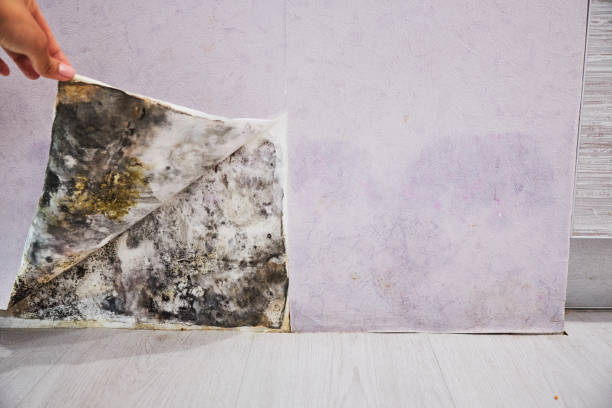 Best Black Mold Remediation in Baywood Park, CA